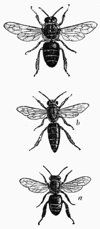 Fig. 17—Abeilles ouvrire, reine, mle.