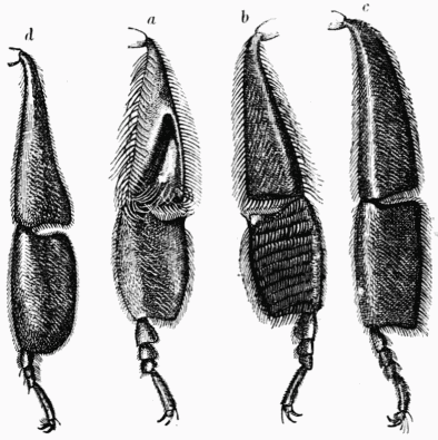 Fig. 18.—Pattes postrieures des trois sortes
d'abeilles.