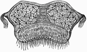 Fig. 20.—Glandes cireuses de l'Abeille.