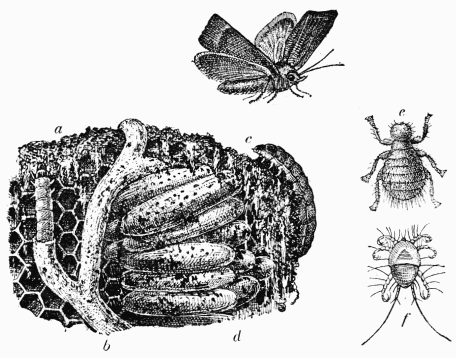 Fig. 23.—Ennemis de l'Abeille: Gallrie, Braula,
Tridactyle.