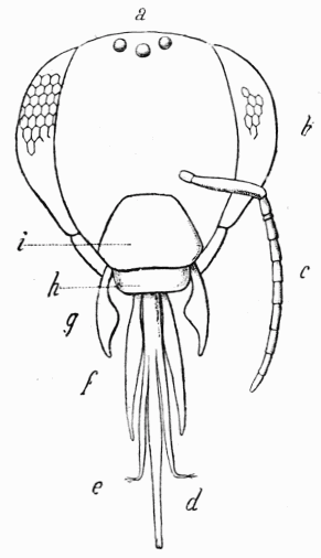 Fig. 2.—Tte d'Abeille.