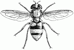 Fig. 30.—Volucelle zone.