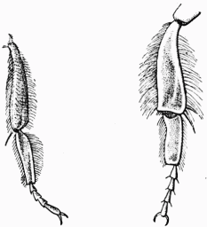 Fig. 34.

Jambe de Psithyre. Jambe de Bourdon.