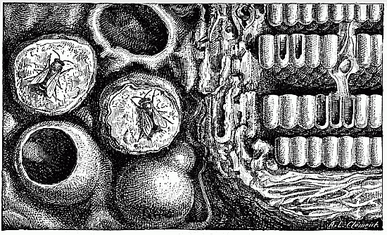 Fig. 37.—Nid de Mlipone scutellaire.