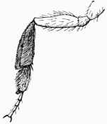 Fig. 42.—Jambe postrieure d'Anthophore (brosse
tibio-tarsienne).