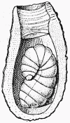 Fig. 44.—Cellule d'Anthophore  masque contenant une
larve; au fond se voit un culot de rsidu pollinique et en haut le
bouchon de terre, fait de plusieurs couches, qui ferme la cellule.