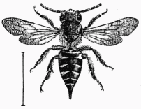 Fig. 48.—Cœlioxys rufescens.