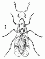 Fig. 51.—Melittobia femelle.
