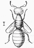 Fig. 52.—Melittobia mle.