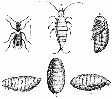 Fig. 53.—Sitaris humeralis.

1, adulte;—2, larve primaire ou triongulin;—3, larve secondaire;—4,
pseudonymphe; 5, larve tertiaire;—6, nymphe.