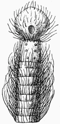Fig. 5.—Extrmit de la langue de l'Abeille domestique.