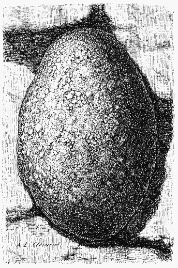 Fig. 69.—Nid de Chalicodoma muraria.