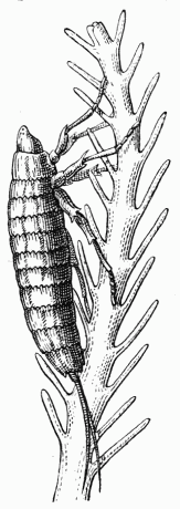 Fig. 92.—Larve de Stylops, grimpant sur un poil
d'abeille.