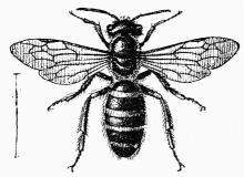 Fig. 93.—Andrena Trimmerana femelle, stylopise.