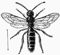 Fig. 97.—Halictus sexcinctus, mle.