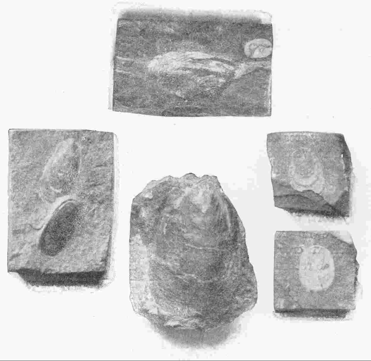 EARLY PALÆOLITHIC FOSSILS OF VARIOUS SPECIES OF
 LINGULA