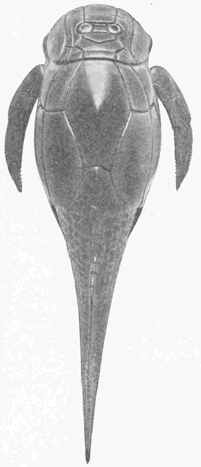 SPECIMEN OF THE PTERICHTHYS MILLERI OR SEA SCORPION
 SHOWING BODY ARMOUR