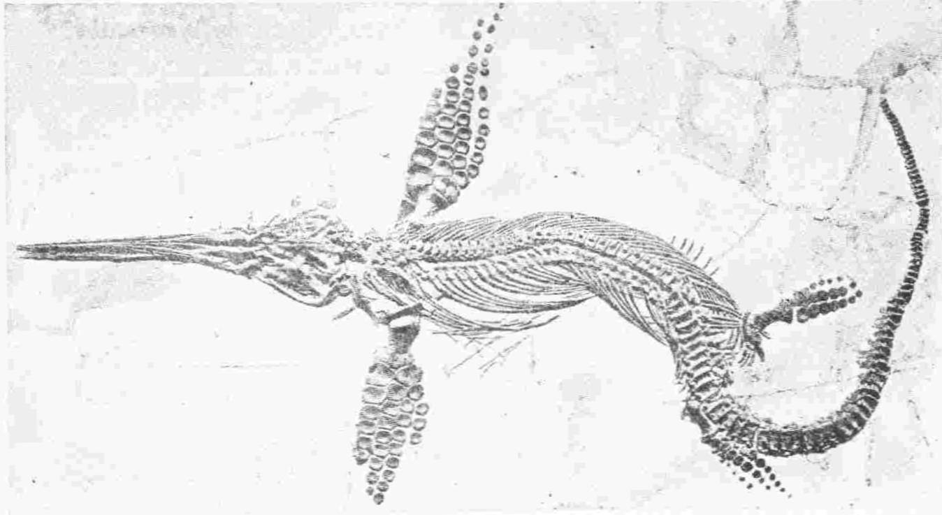 A FOSSIL ICHTHYOSAURUS, A MESOZOIC FISH-LIZARD