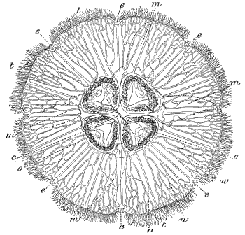 Fig. 50. Aurelia flavidula, seen from above; o mouth, e e e e eyes, m m m m lobes of the mouth, o o o o ovaries, t t t t tentacles, w w ramified tubes. (Agassiz.)