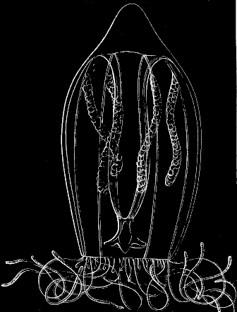 Fig. 53. Trachynema digitale; about twice the natural size.