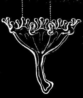 Fig. 56. Young Lucernaria; magnified.
