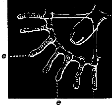 Fig. 62. Quarter disk of Fig. 60, seen from below; e e tentacles bearing eye-speck.