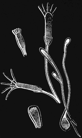 Fig. 83. Young Hydrarium developed from planulæ; magnified.