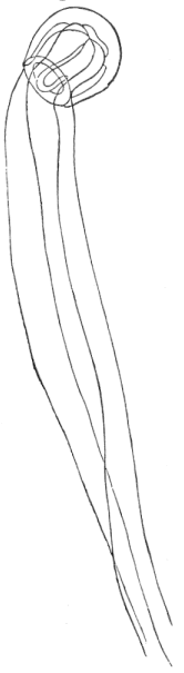 Fig. 90. Free Medusa of Coryne