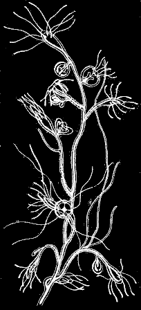 Fig. 93. Hydrarium of Bougainvillia; magnified.