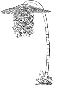 Fig. 98. Tubularia; magnified. (Agassiz.)