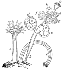 Fig. 100. Female colony of Hydractinia