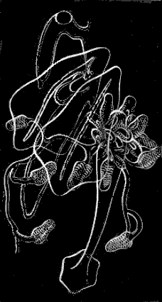 Fig. 111. Cluster of Medusæ with tentacles having pendent knobs.