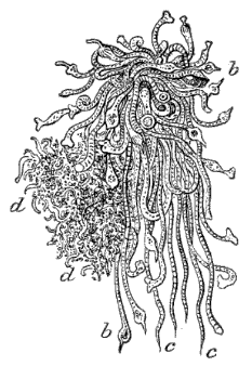 Fig. 119. Bunch of Hydræ; cluster of Medusæ; b  b Hydræ with tentacles, c  d bunches of Medusæ (Agassiz.)