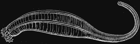 Fig. 126. Caudina arenata; natural size.