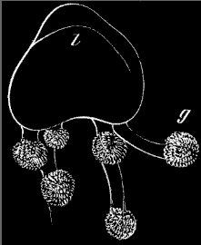 Fig. 128. Young Cuvieria, much enlarged; l body, g tentacles.