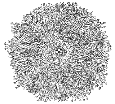 Fig. 134. Sea-urchin seen from the mouth side. (Agassiz.)