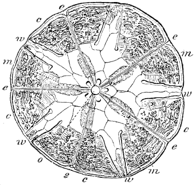 Fig. 140. Transverse section of Echinarachnius; o mouth, e  e ambulacra, c  m ambulacral ramifications, w  w interambulacra. (Agassiz.)