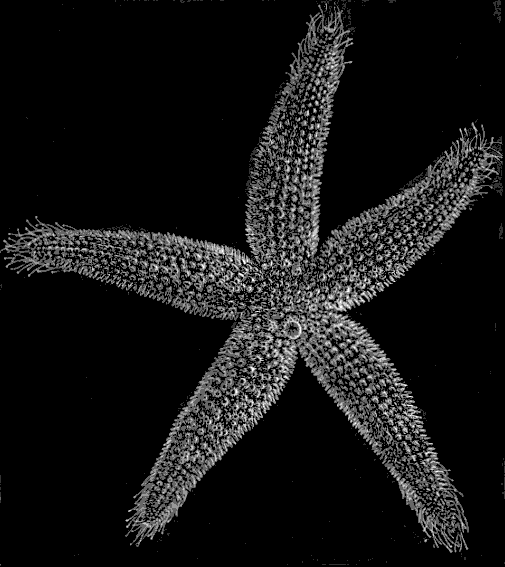 Fig. 142. Star-fish; natural size, seen from above.