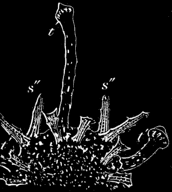 Fig. 179. Half a young Sea-urchin immediately after resorption of the larva