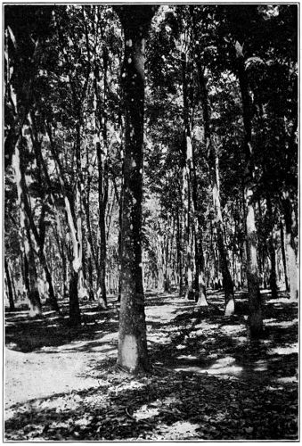 Field of
Old Rubber Trees in which Thinning had been delayed too long