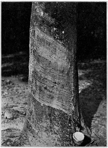 The Single Cut on a
Quarter Circumference, on an Old Tree and on Renewed Bark