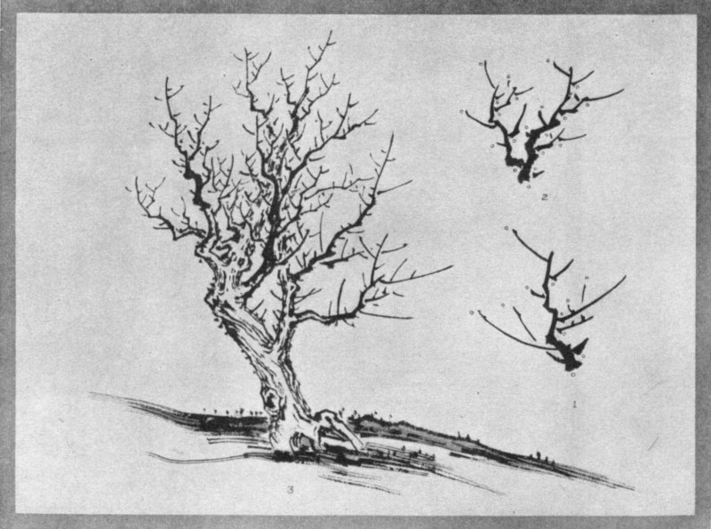 Skeleton of a Forest Tree (1) Same Developed (2). Tree Completed in structure (3). Plate XXIX.