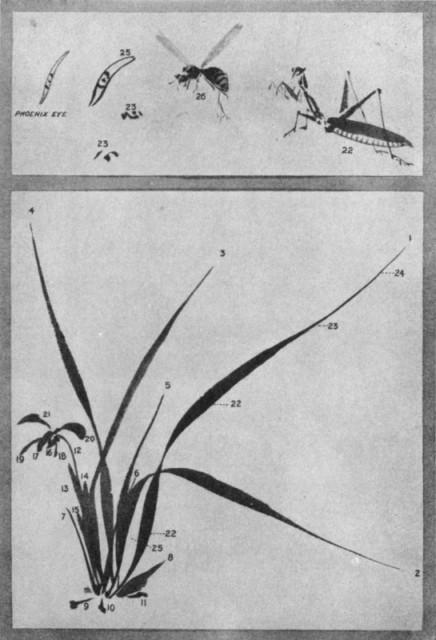 The Orchid Plant and Flower. Plate LII.