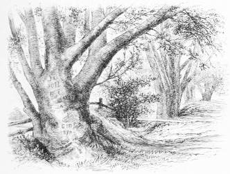 OLD BEECHES, HURSTMONCEAUX PARK.