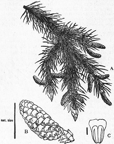 The Project Gutenberg eBook of Encyclopædia Britannica, Volume X Slice VI -  Foraminifera to Fox, Edward.