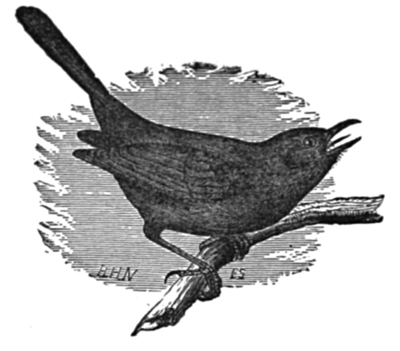 Crow-Blackbird.