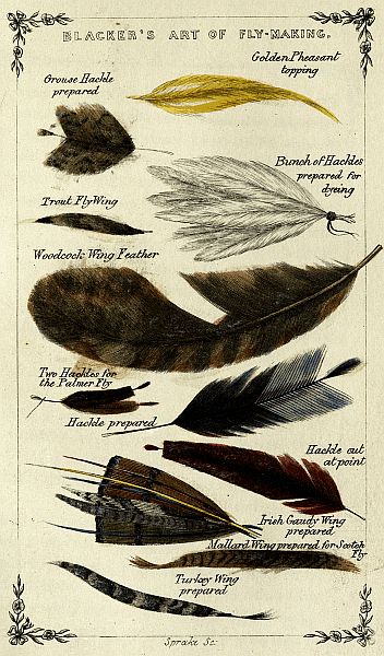 The plate of Feathers