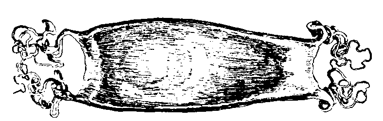 Egg Capsule of Dog-fish