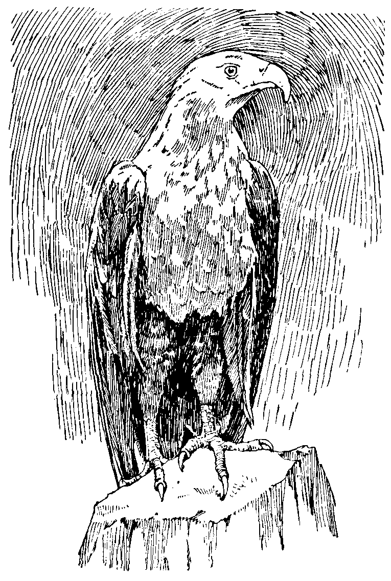 African Sea-eagle