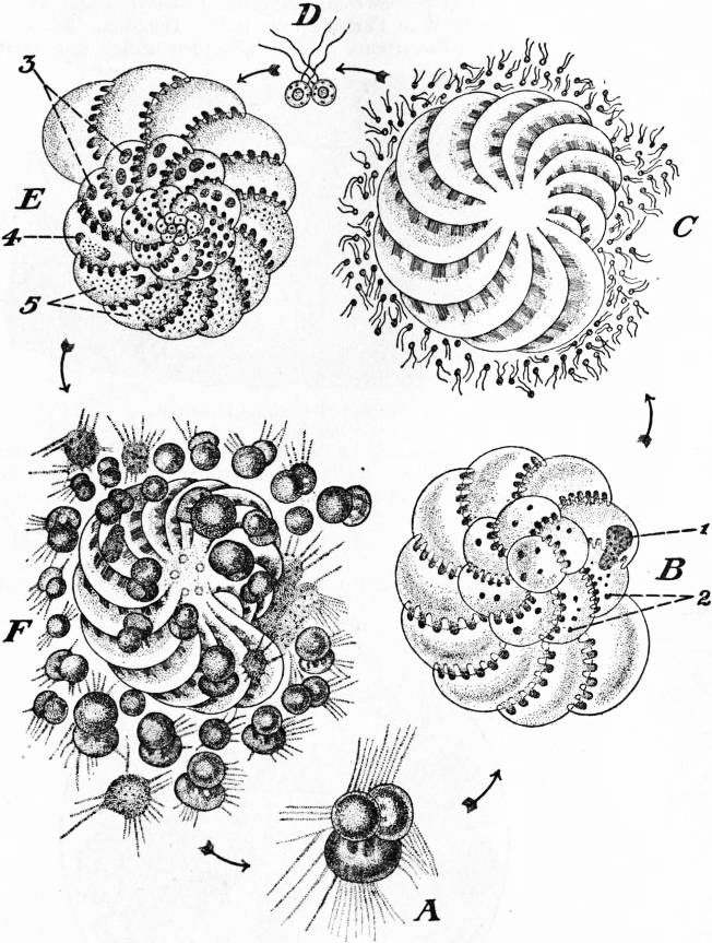 The Project Gutenberg eBook of Encyclopædia Britannica, Volume X Slice VI -  Foraminifera to Fox, Edward.